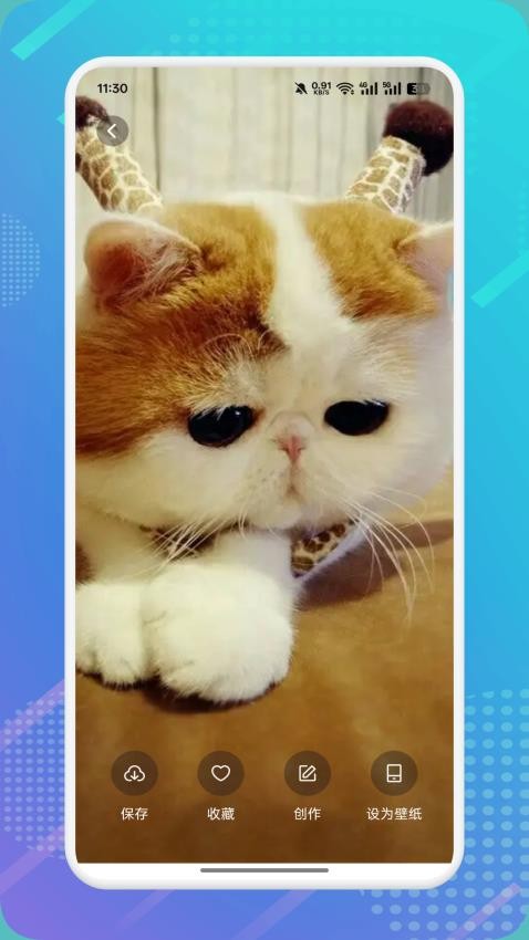 猫咪社区最新版