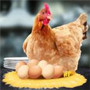 母鸡接鸡蛋